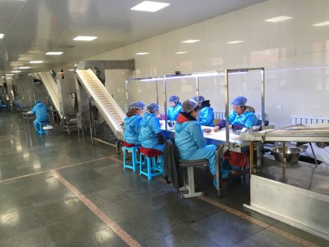 Çin Çam Fıstığı Fabrikası 