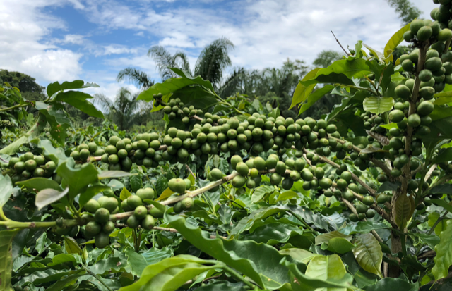 Coffee Bushes